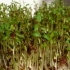 Lepidium sativum -- Gartenkresse